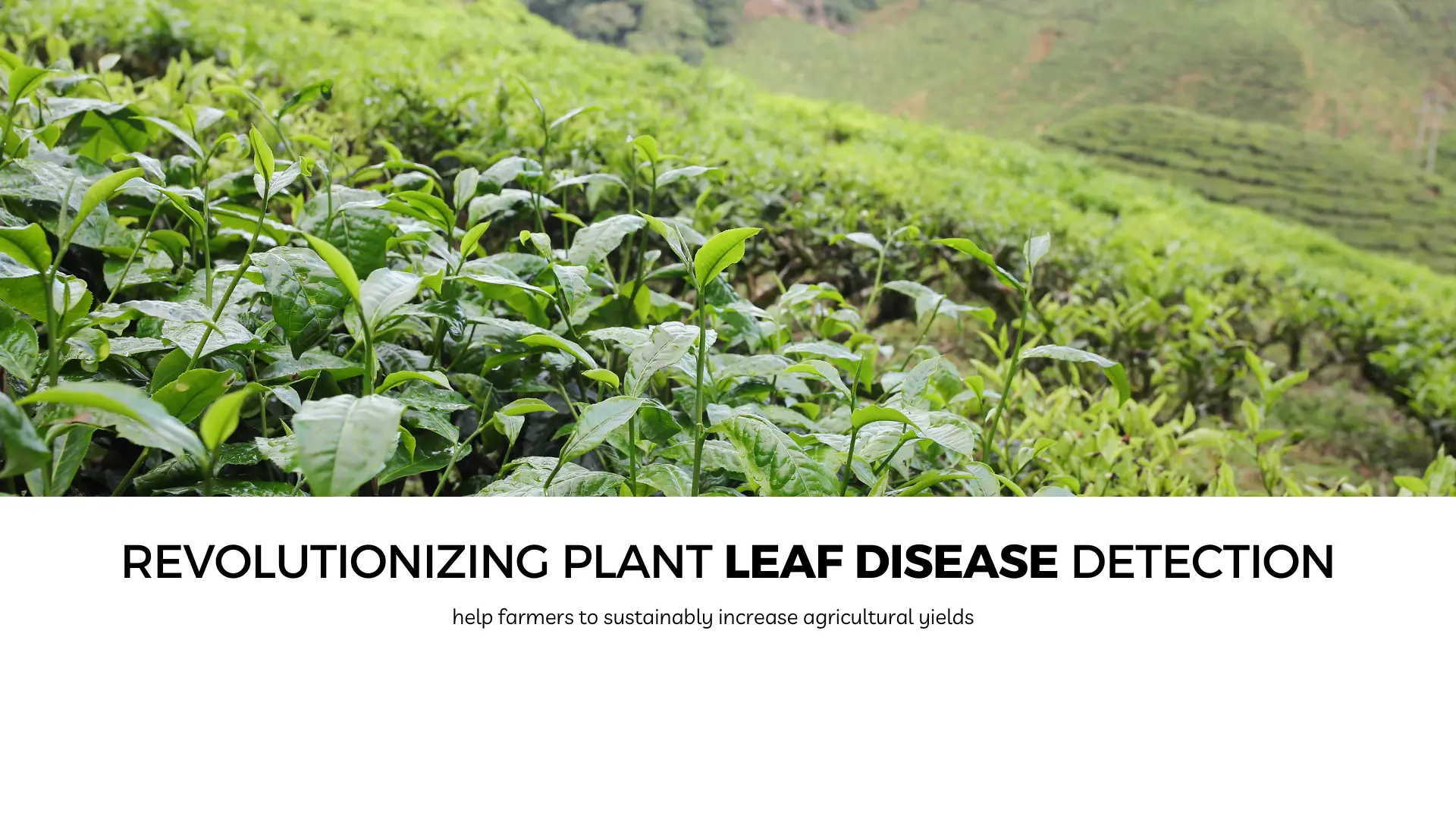 Revolutionizing plant leaf disease detection